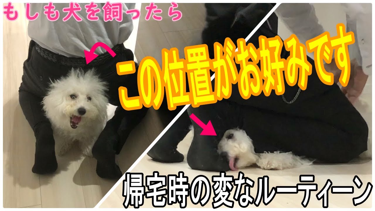 帰宅時の変なルーティーン もしも犬を飼ったら ビション フリーゼ 動物がかわいいyoutube動画はここだ