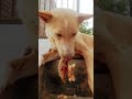 kuchh##🐕🐕🐕 baten kuch bataya hai new post ##