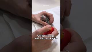 Clicker training baby cockatiel parrots Easy Hand feeding formula #birds