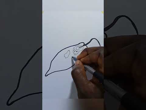 كيفية رسم يوجلينا خطوة بخطوة 