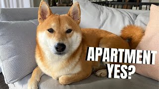 Are Shiba Inus Good Apartment Dogs? Here’s How to Make it Work