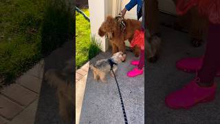 When Senior Silky Terrier Sees Poodle Puppy #doglover #funnydog #standardpoodle #silkyterrier #dogs