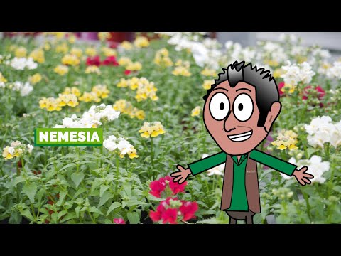 Video: Guida alla potatura di Nemesia – Come potare le piante di Nemesia in giardino