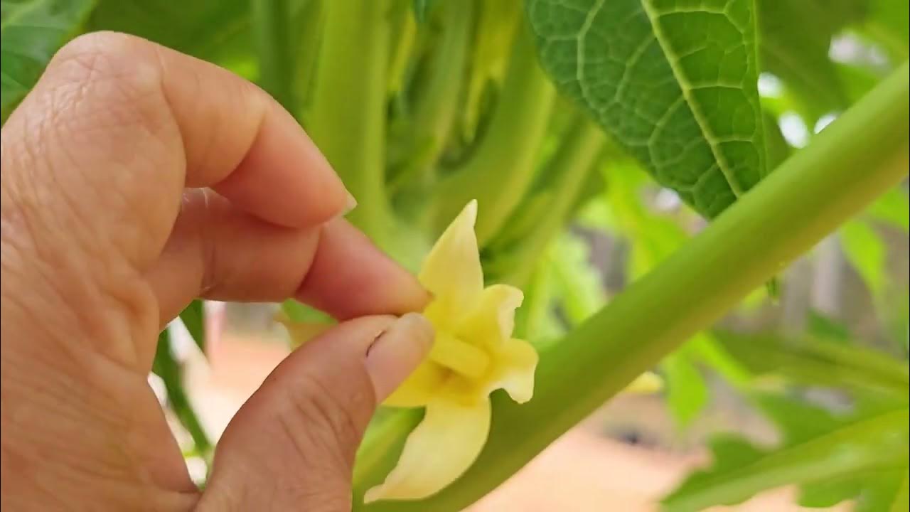 How to hand pollinate papaya to get fruits. YouTube