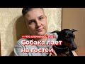 Что случилось, Усы? Собака лает на гостей