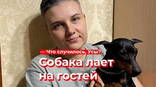 Что случилось, Усы? Собака лает на гостей