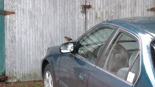 Bird vs. Car Mirrors