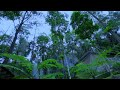 Deep Work Flow State - Rhythmic Forest Breeze with Soft Piano for Professional Job