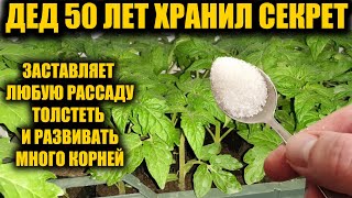 1 Ложка заставляет любую рассаду толстеть и активно развиваться! Рассада коренастая