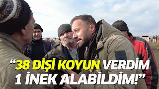 38 Dişi Koyun Verdim Bir İnek Aldım  Türk Aslanları