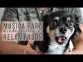 🎧  Música para perros que sufren por los relampagos / Perrhijos 🐾  Musicoterapia.