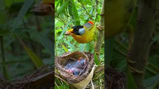 How Different Bird Species Feed Their Young #feedshorts #nature #animalkingdom #shorts
