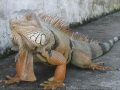 Iguana Invasion! Exotic Pets Gone Wild in Florida