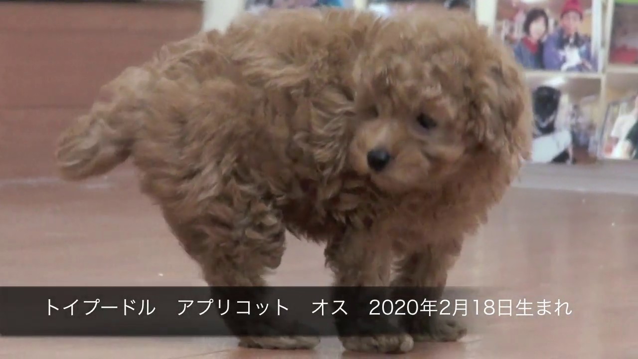 トイプードル アプリコット オス 年2月18日生まれ Youtube