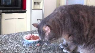 Cat Eats With Hands