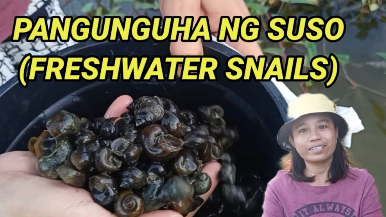 PANGUNGUHA NG SUSO (FRESHWATER SNAIL)