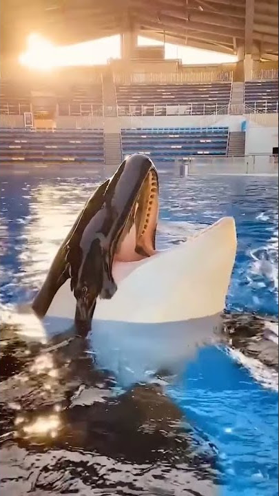 WOW !! SUARA IKAN PAUS ORCA SEPERTI INI ! - #Shorts