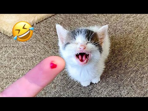 Funniest Animals 😄 New Funny Cats and Dogs Videos 😹🐶 - Part 18