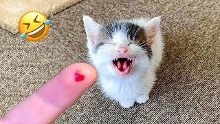 Funniest Animals  New Funny Cats and Dogs Videos   Part 18