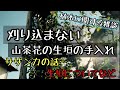 刈り込まない山茶花（サザンカ）の生垣の剪定と植木に関するお話【シマトネリコは大きくならない？】や防犯上の生垣の注意点など