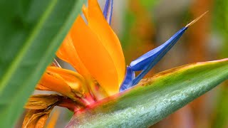 Pollinating Bird of Paradise Flowers Resimi