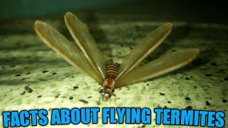 WHY DO TERMITES SWARMS I THINGS YOU SHOULD KNOW ABOUT FLYING TERMITES