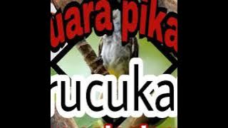Suara burung pikat trucukan dan burung kecil