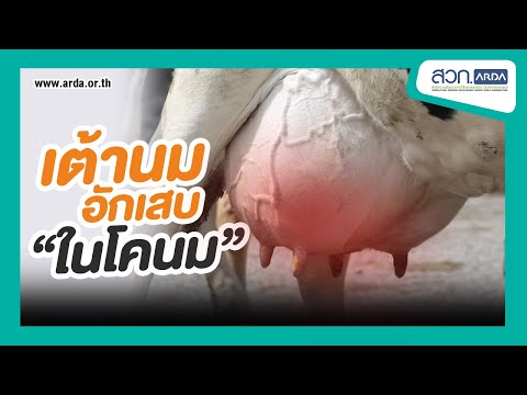 วีดีโอ: วิธีการรักษาวัวจากโรคเต้านมอักเสบ