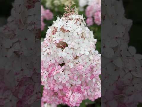 Гортензія Ваніла Фрайз волотиста / висока / контейнер 1л, видео 2