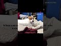 #dogshorts #funny #doglover #dogsofinstagram #jackrussellterrier #pets #followforfollowback