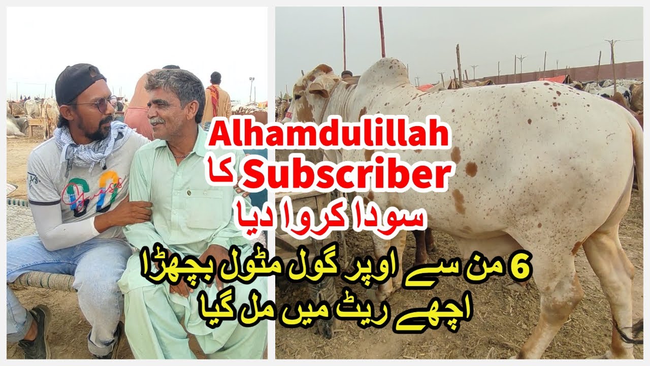Alhamdulillah Subscriber Ka Soda Karwadiya. Northern Bypass Maweshi Mandi 2023.