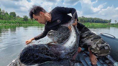 6 DAYS Không Thể Ngờ Đụng Phải ￼Bầy Cá Quá Lớn Encircling and Catching Large Wild Fish