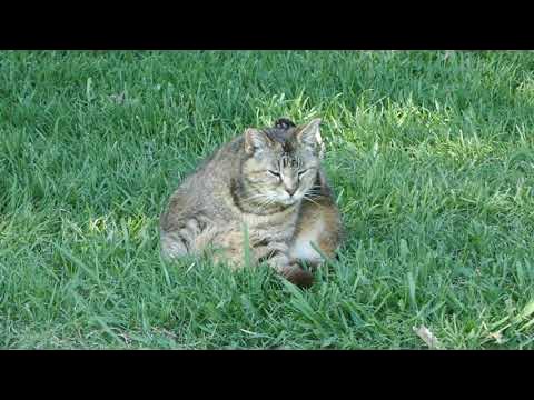 Cat Hollywood Forever Cemetery Los Angeles California USA April 9, 2024 ...