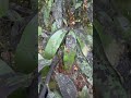 California bay laurel (umbellularia californica)