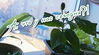 картинка: Что нового/Выходной/Почти грузинский завтрак/Мал, да удал