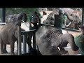 Feeding time at the Uda Walawe Elephant Transit center [Sinhala – Eth Athuru Sevana]