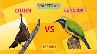 MASTERAN CILILIN SAMBUNG CUNGKOK || JERNIH || JEDA JEDA