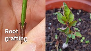 How to graft rose twig with the root | 如何在用樹根嫁接月季