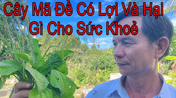 Cây Mã Đề 1 Vị Thuốc Quý Ít Người Biết Chữa Bệnh Rất Tuyệt Vời