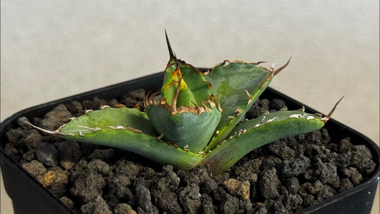 20260209 アガベ・チタノタ 黒犀牛（芽）-041｜agave titanota black