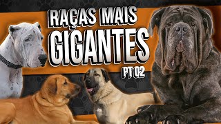 OS MAIORES CACHORROS DO MUNDO   Parte II  TOP 10