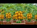 Grow HUGE Papaya FAST with This Secret Trick! #papaya