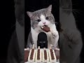 AI⚠️⚠️⚠️Real cat can not eat chocolate⚠️⚠️⚠️ #catvideo #asmr #eatingshow #foodasmr #mukbang