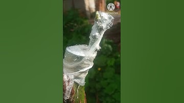 ghép bơ 034 lên gốc cây thực sinh