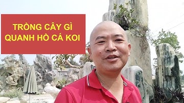 Trồng cây quanh hồ cá koi | Hòn non bộ tam sơn
