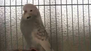 Possible Parakeet Breeding Pair by AllAboutBudgies 2,417 views 8 years ago 1 minute, 53 seconds