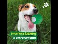 WAGGYS BOLA LOCA PARA PERROS PEQUEÑOS PELOTA INTELIGENTE SALTARINA