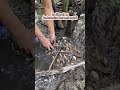 Tanim tapos harvest agad #funny #comedyshorts #comedy #shorts