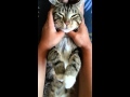 Cat (Zeus) getting his massage