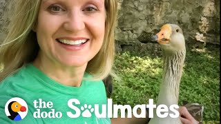 Goose Picks This Lady To Be His Mom | The Dodo Soulmates